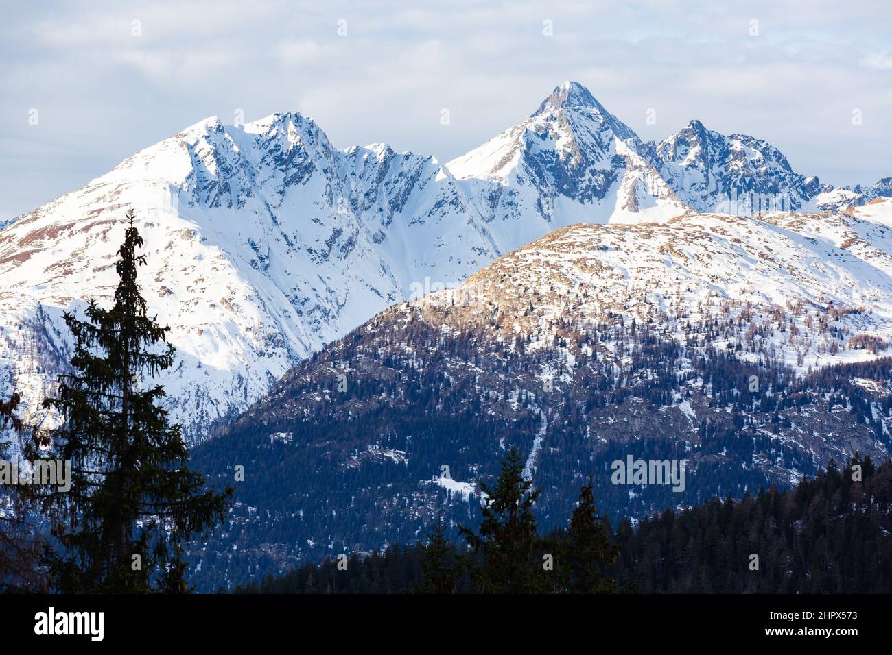 Coniferous forest and snowy mountains of Simplon Pass Stock Photo - Alamy