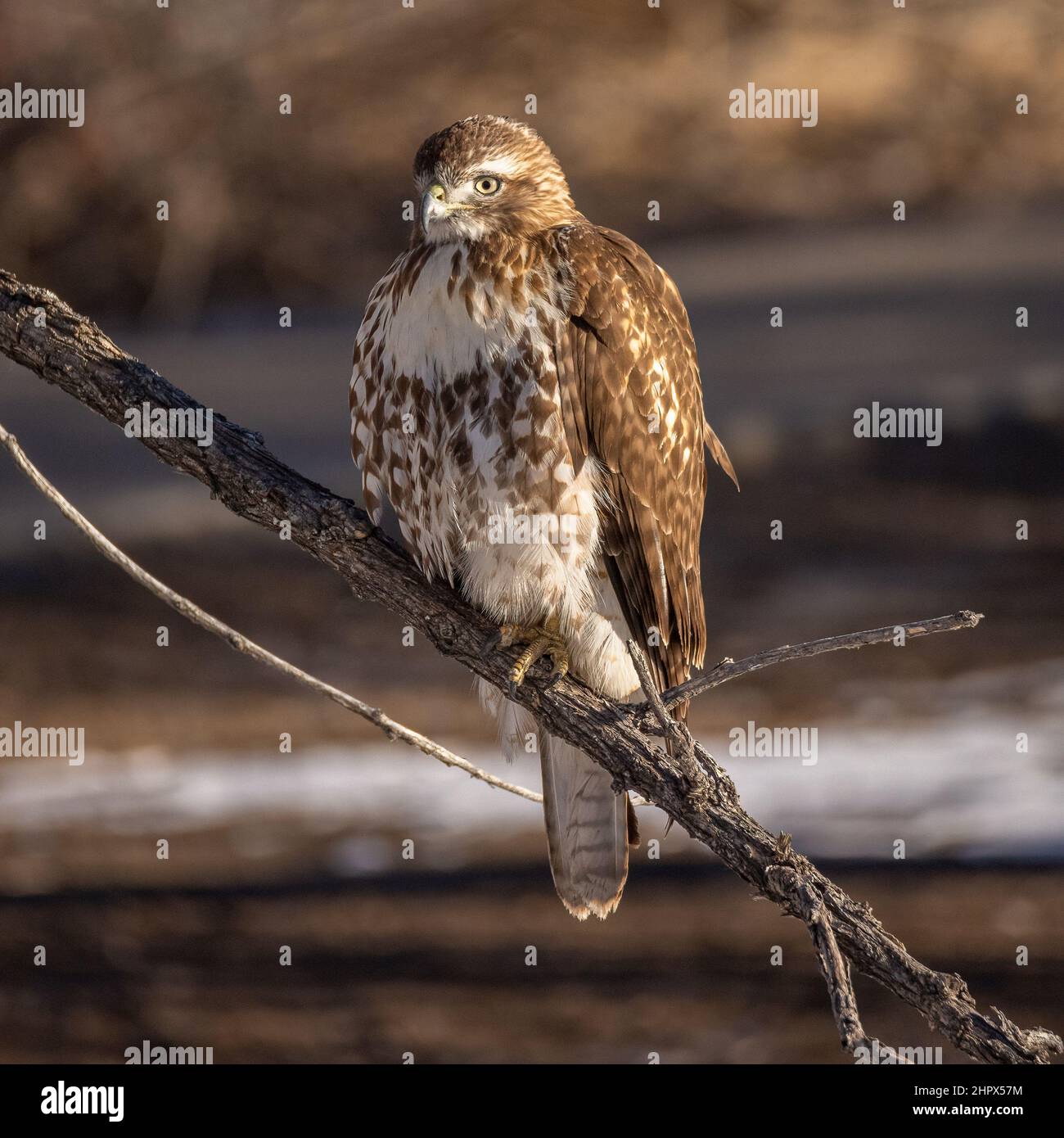 Close up of juvenile Red tailed hawk(Buteo jamaicensis) perched on tree branch Colorado, USA Stock Photo