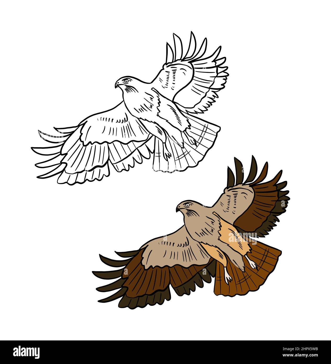 flying eagle colour drawing