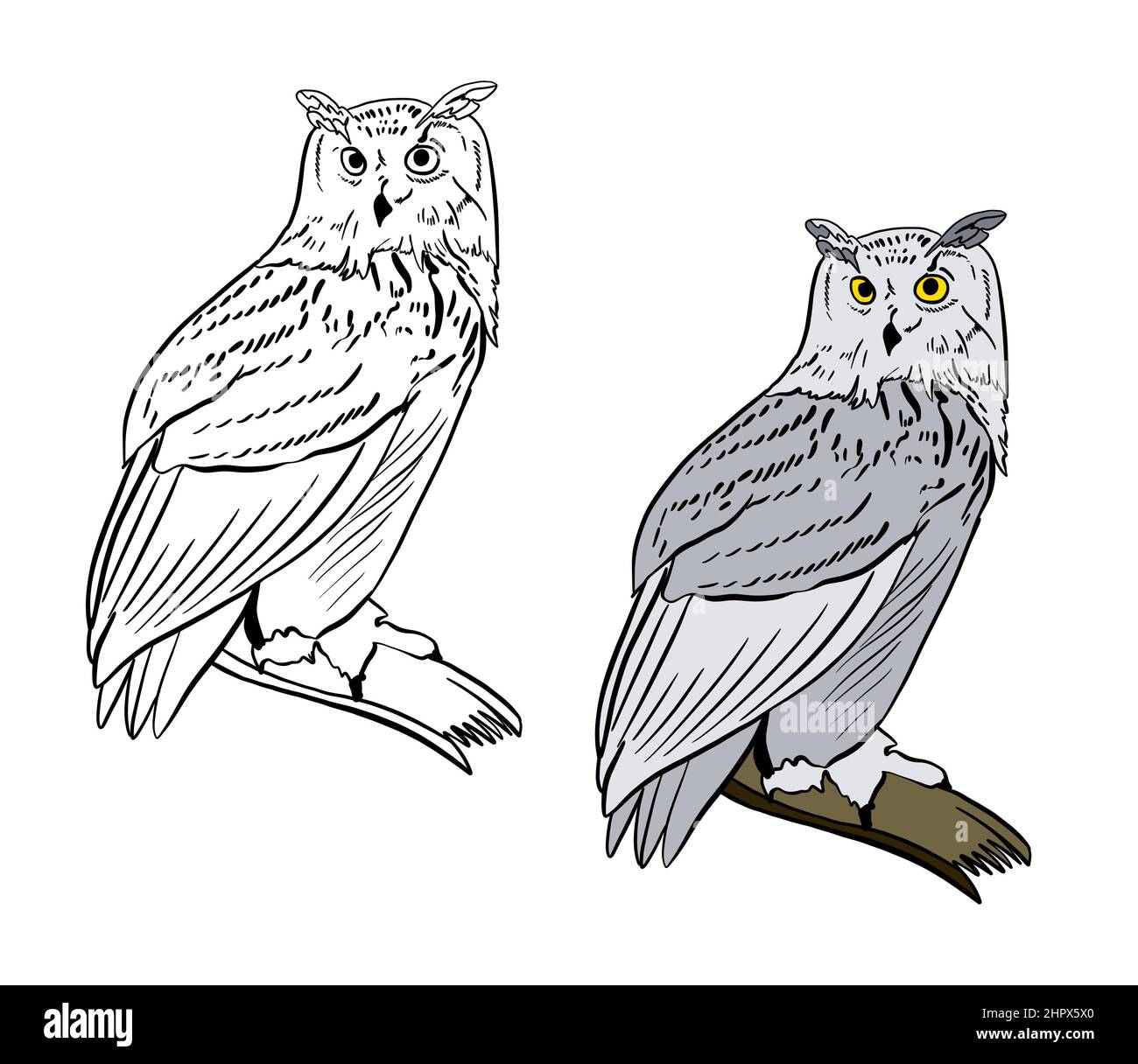 Illustration for a coloring book in color and black and white. Drawing of a owl on a white isolated background. High quality illustration Stock Photo