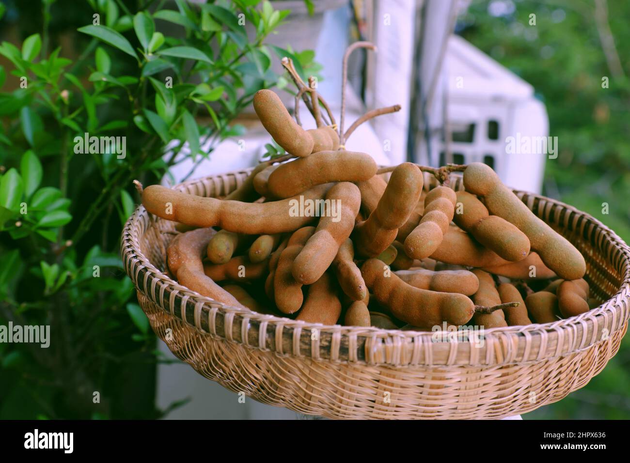 Close up tamarinds just harvest, sour Vietnamese fruit in basket on green tree background Stock Photo