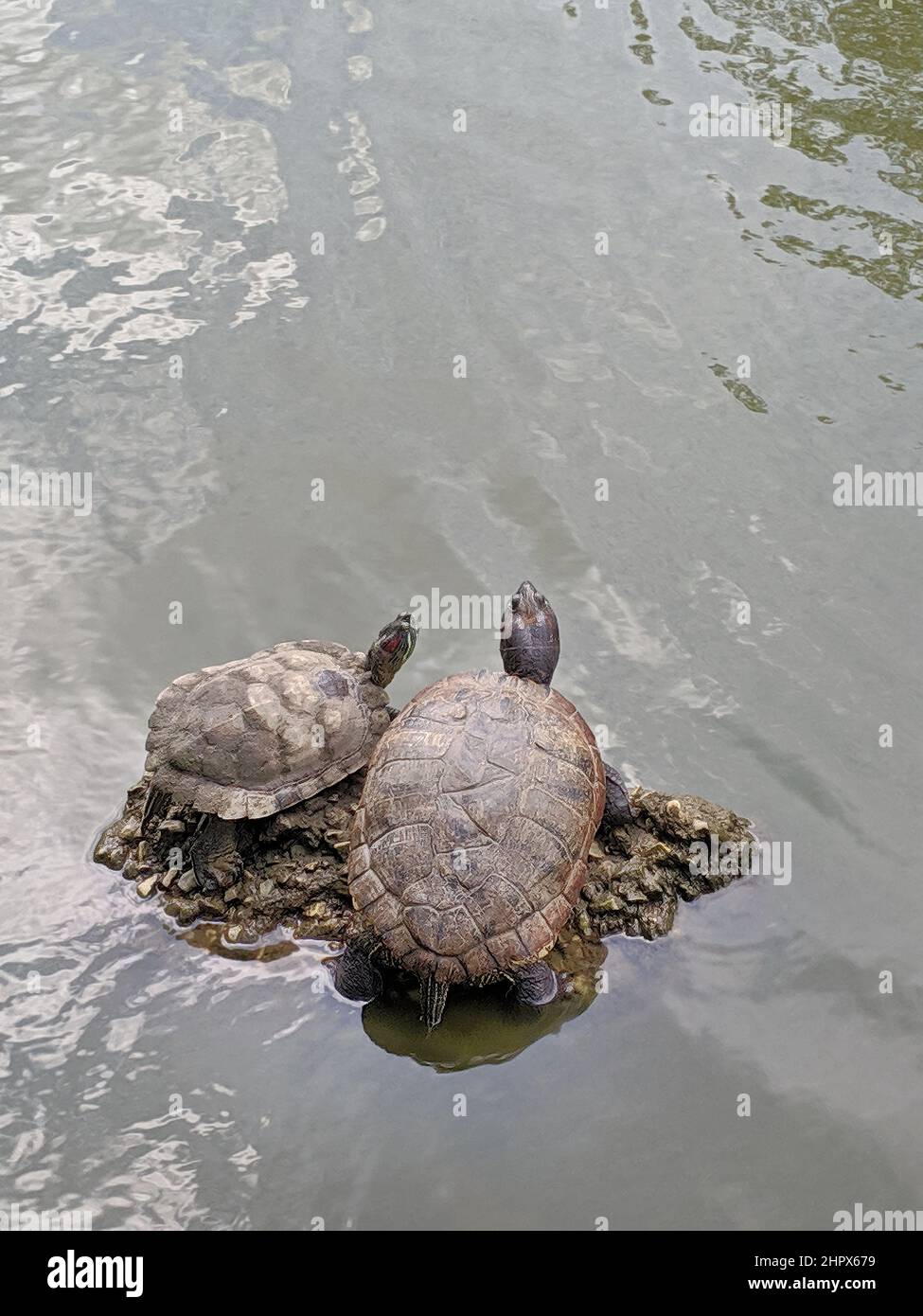 Two turtles relax on a rock surrounded with ripple water in a pond. Stock Photo