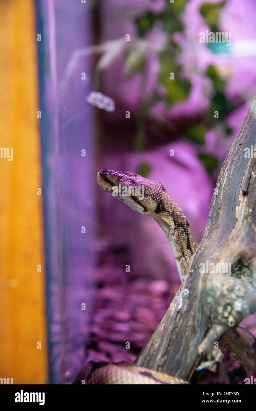 Pet snake tank hi-res stock photography and images - Alamy