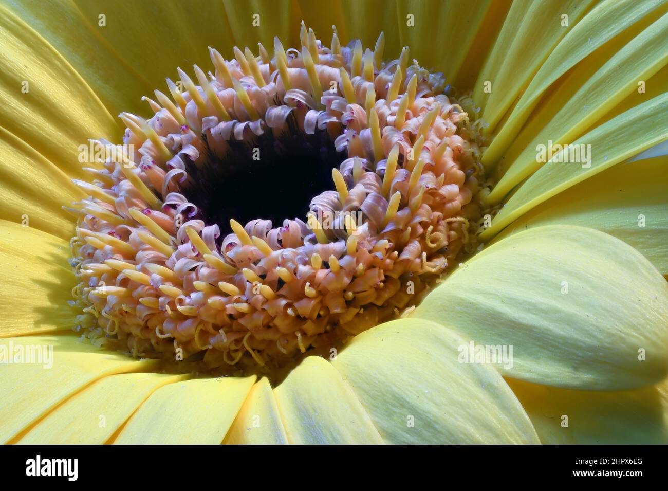 Fresh Yellow Gerbera flower close up. In many cultures, yellow ...