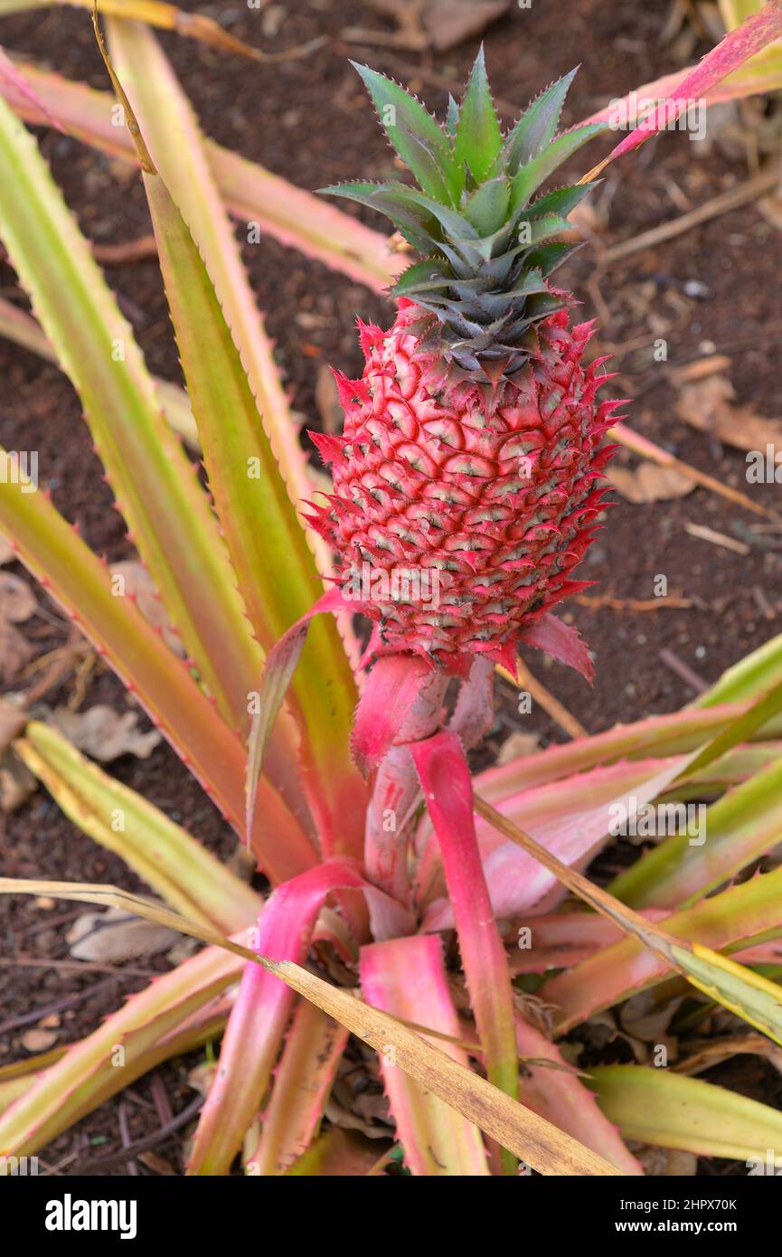 The historic Dole pineapple plantation in Wahiawa, Oahu HI Stock Photo