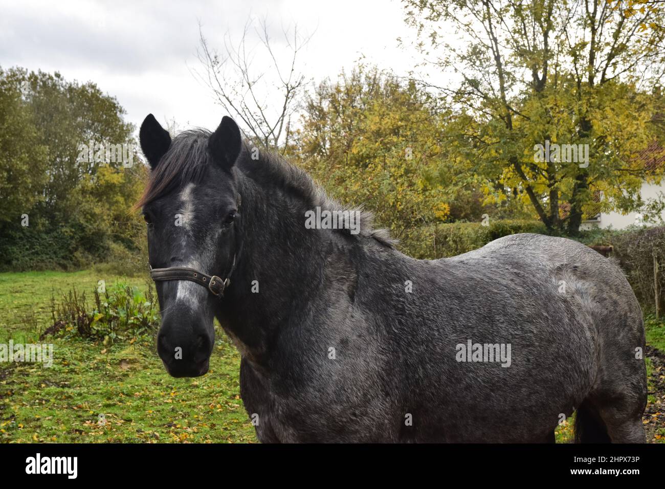 old, dark grey horse, suffolk, england Stock Photo