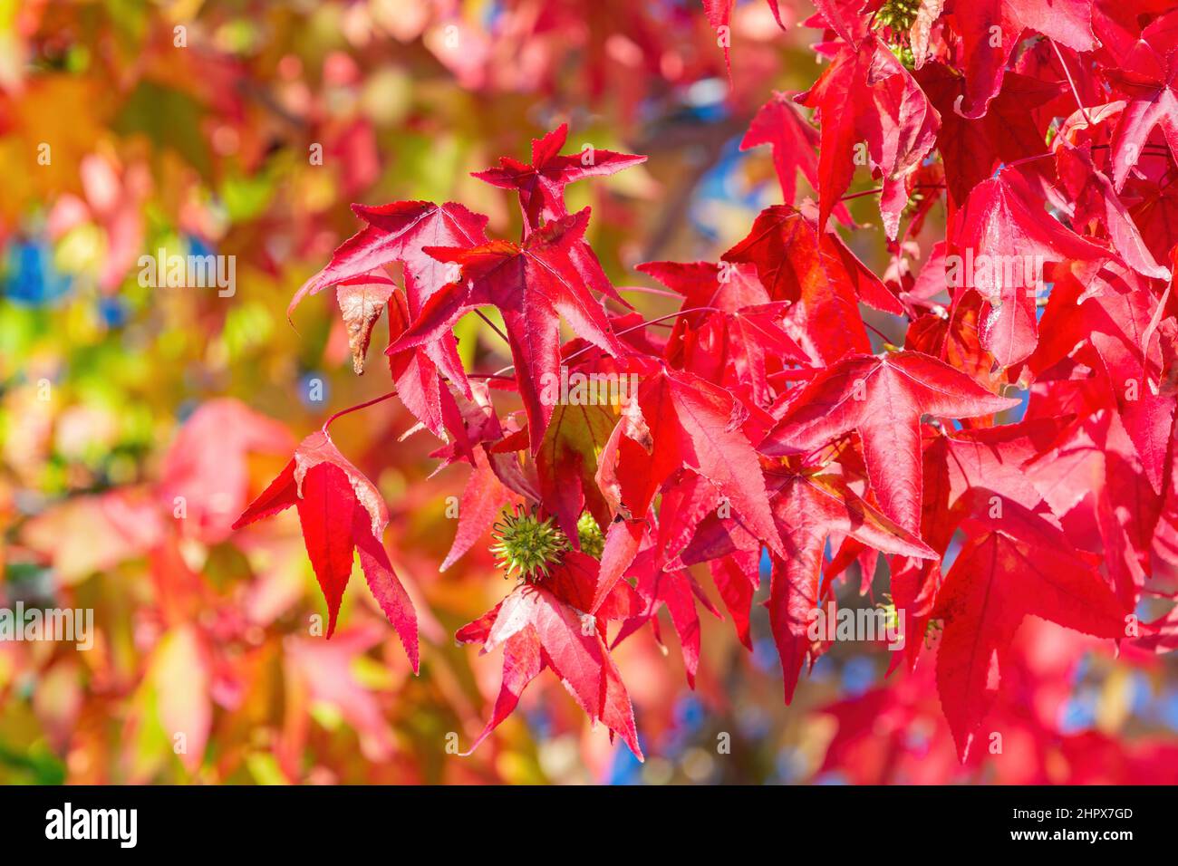 Sunny view of a beautiful maple tree with fall color at Salinas Valley ...