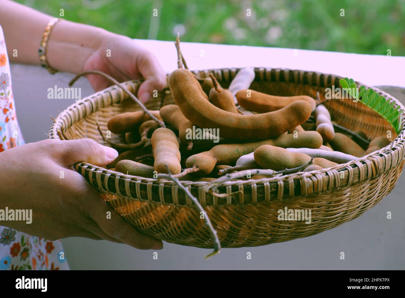 Close up woman hand hold bunch of tamarind in sour Vietnamese fruit in basket on green tree background Stock Photo