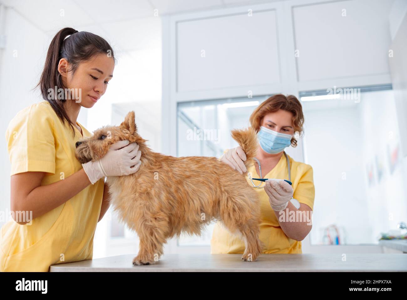 Veterinarian doctor examining cute dog in clinic Stock Photo