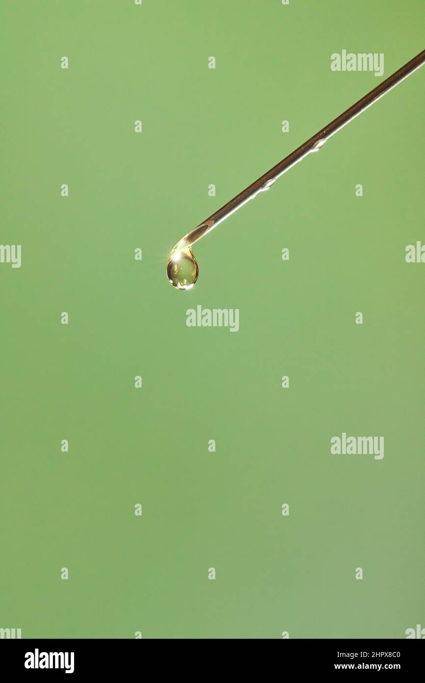 A drop of liquid drips from the needle of a medical syringe. Front view ...