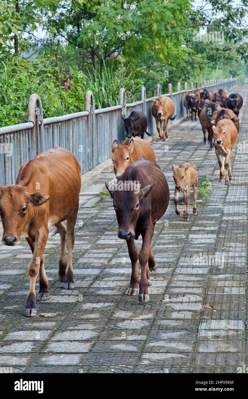 Cattle being herded down the sidewalk in Guilin China by a local framer, Guangxi Province, China Stock Photo