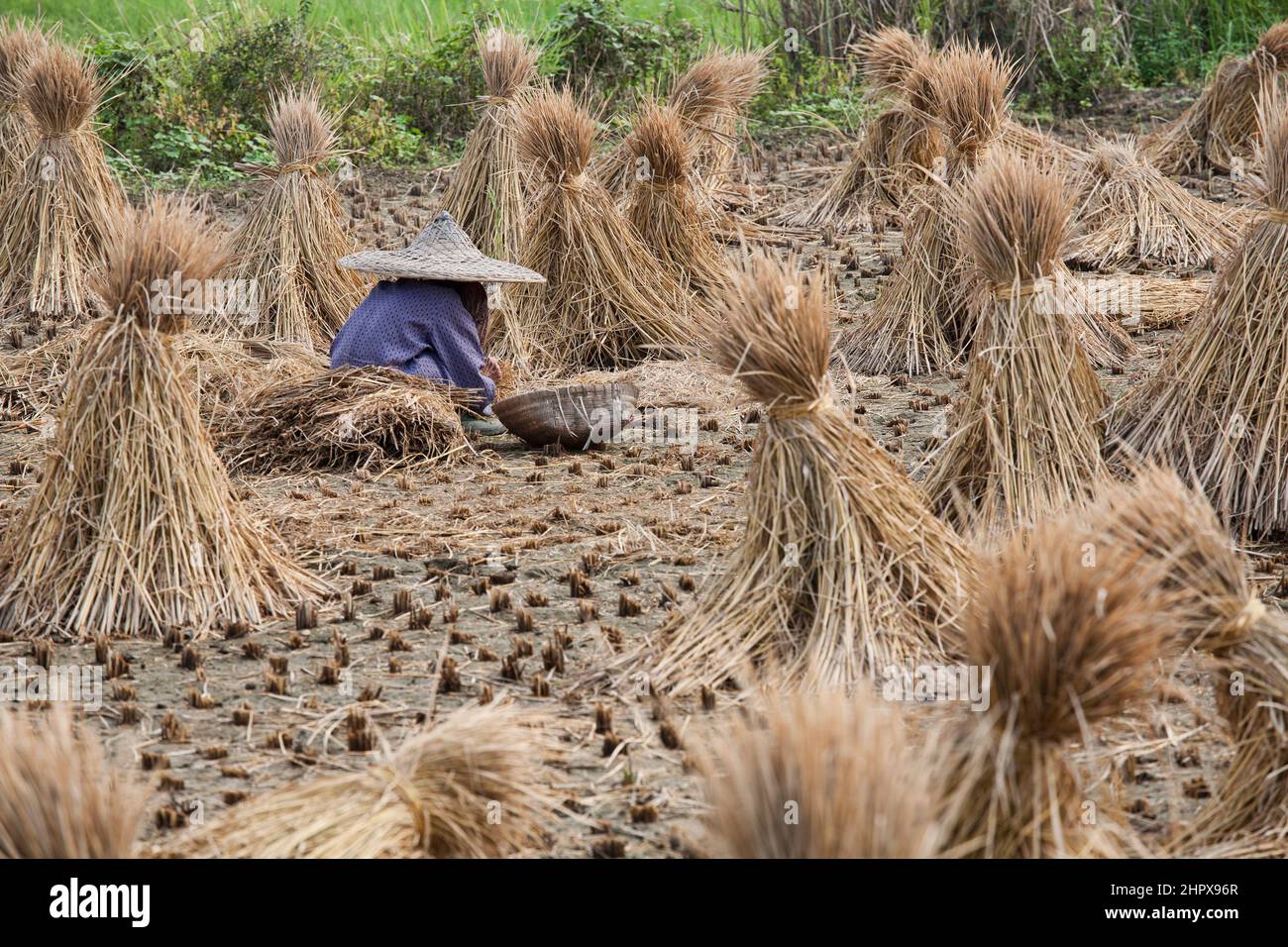 A beautiful 93 year old Chinese woman harvesting rice the traditional ...