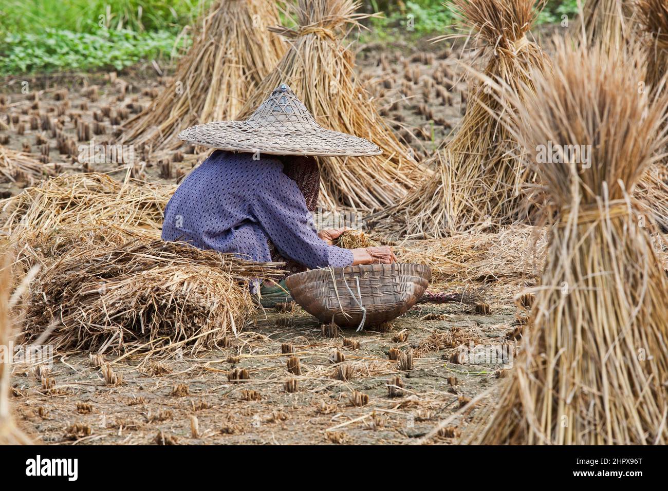 A beautiful 93 year old Chinese woman harvesting rice the traditional way with her hands just outside Guilin, China Stock Photo
