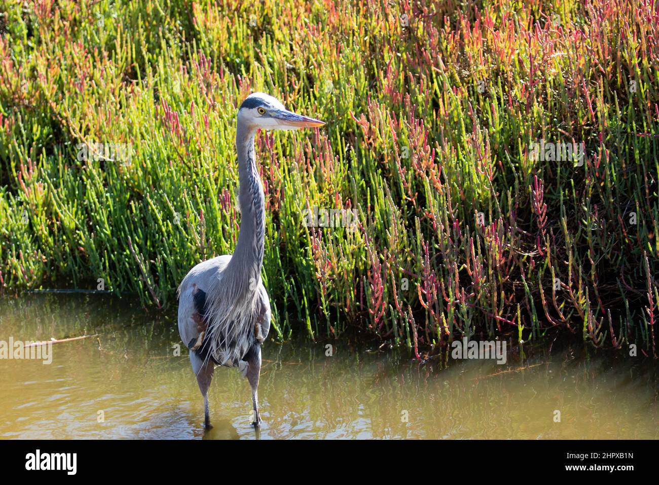 Blue Heron in Pismo Beach on the central coast of California United States Stock Photo