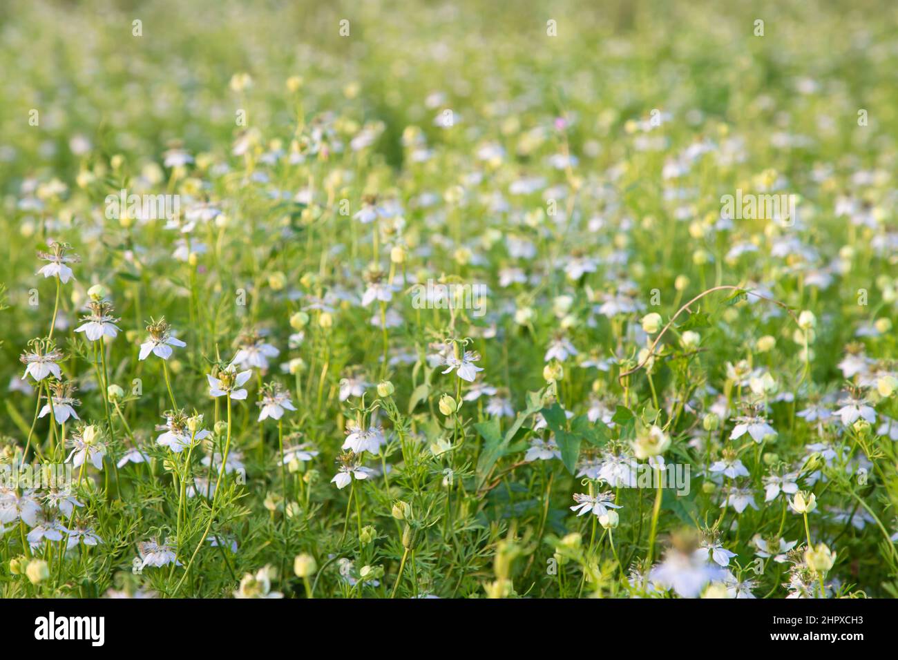 Black forest flowers hi-res stock photography and images - Alamy
