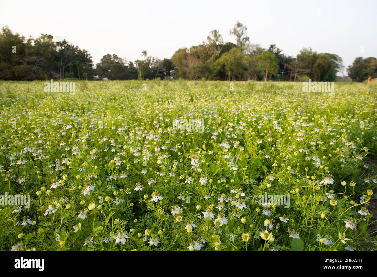 Beautiful Black Cumin Flowers Plantation In the field Natural Landscape