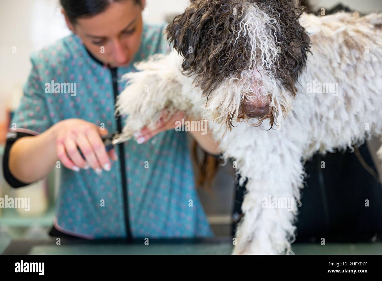 Groomer hires stock photography and images Alamy