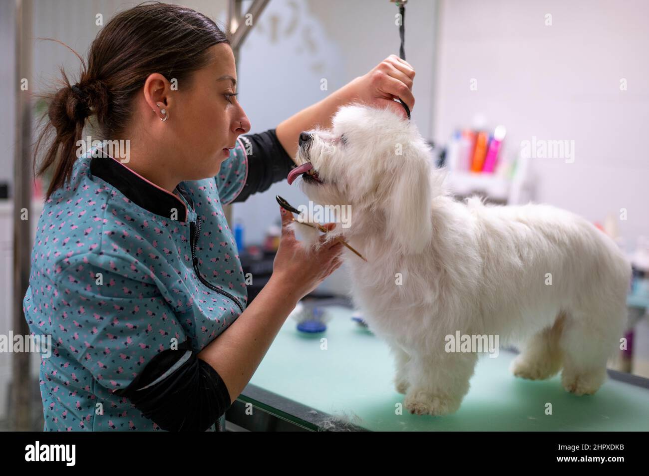  Young woman dog groomer grooming a small white Maltese dog making eye