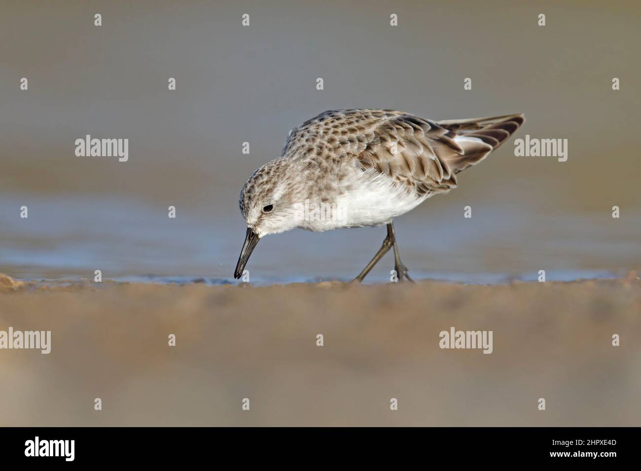 Little stint, Circeo National park (LT), Italy, March 2017 Stock Photo