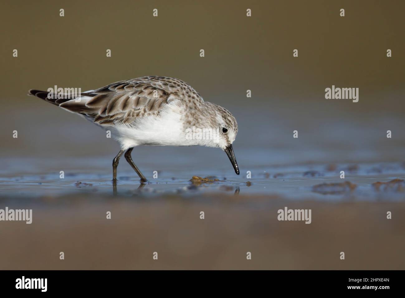 Little stint, Circeo National park (LT), Italy, March 2017 Stock Photo