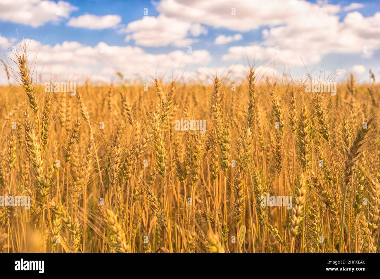 Wheat ears close-up on the background of a yellow field and a blue sky ...