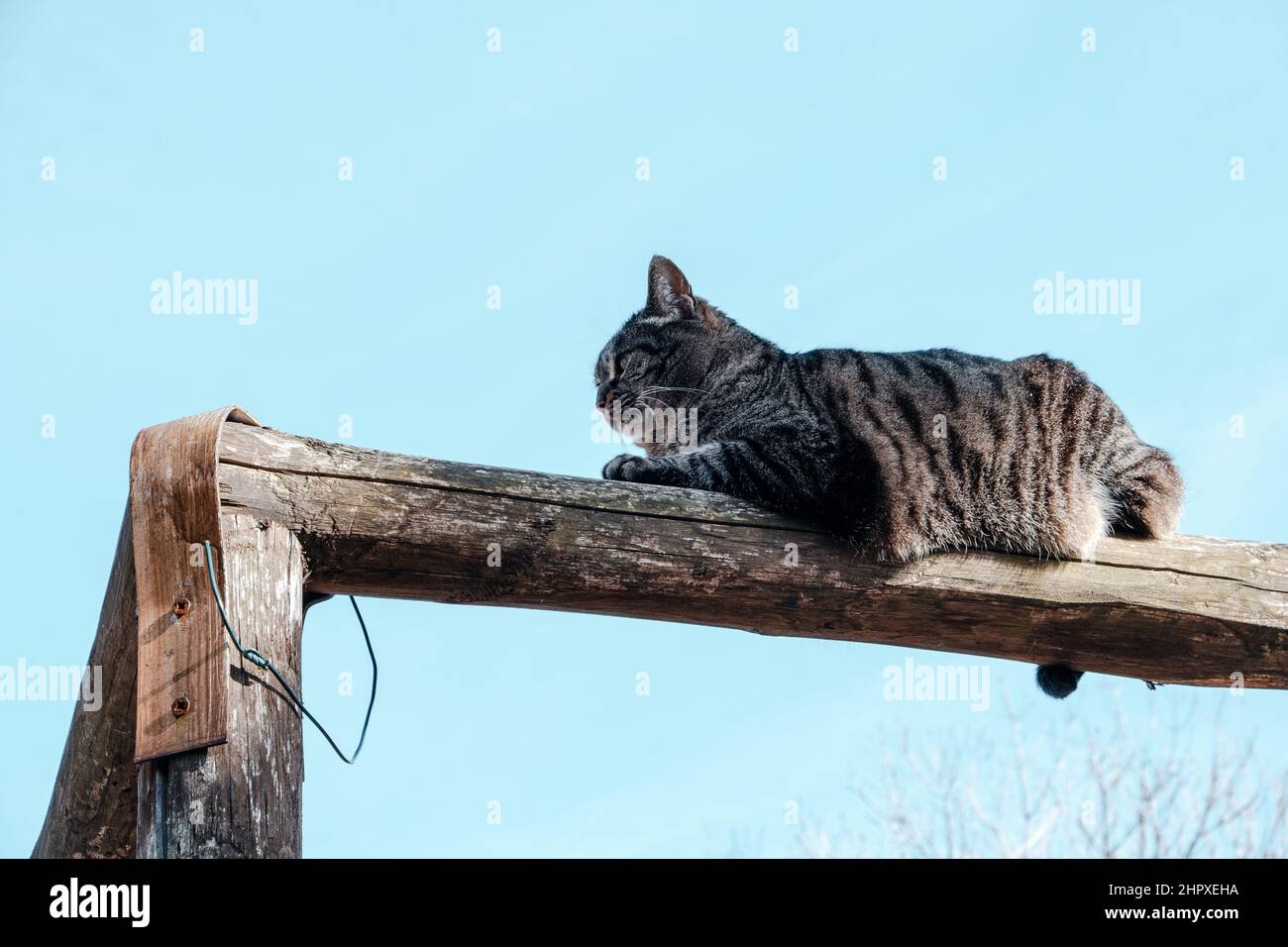 Grey cat leaning at the sun on an old wooden fence Stock Photo - Alamy