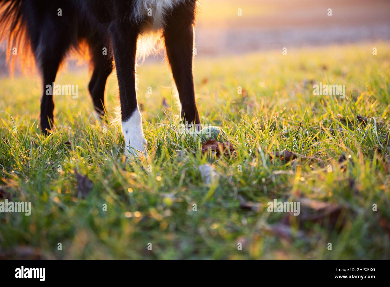 Pet dog waiting for owner to throw the ball outside in a city park and playing with toy ball. Close up of a ball toy on green grass. Stock Photo