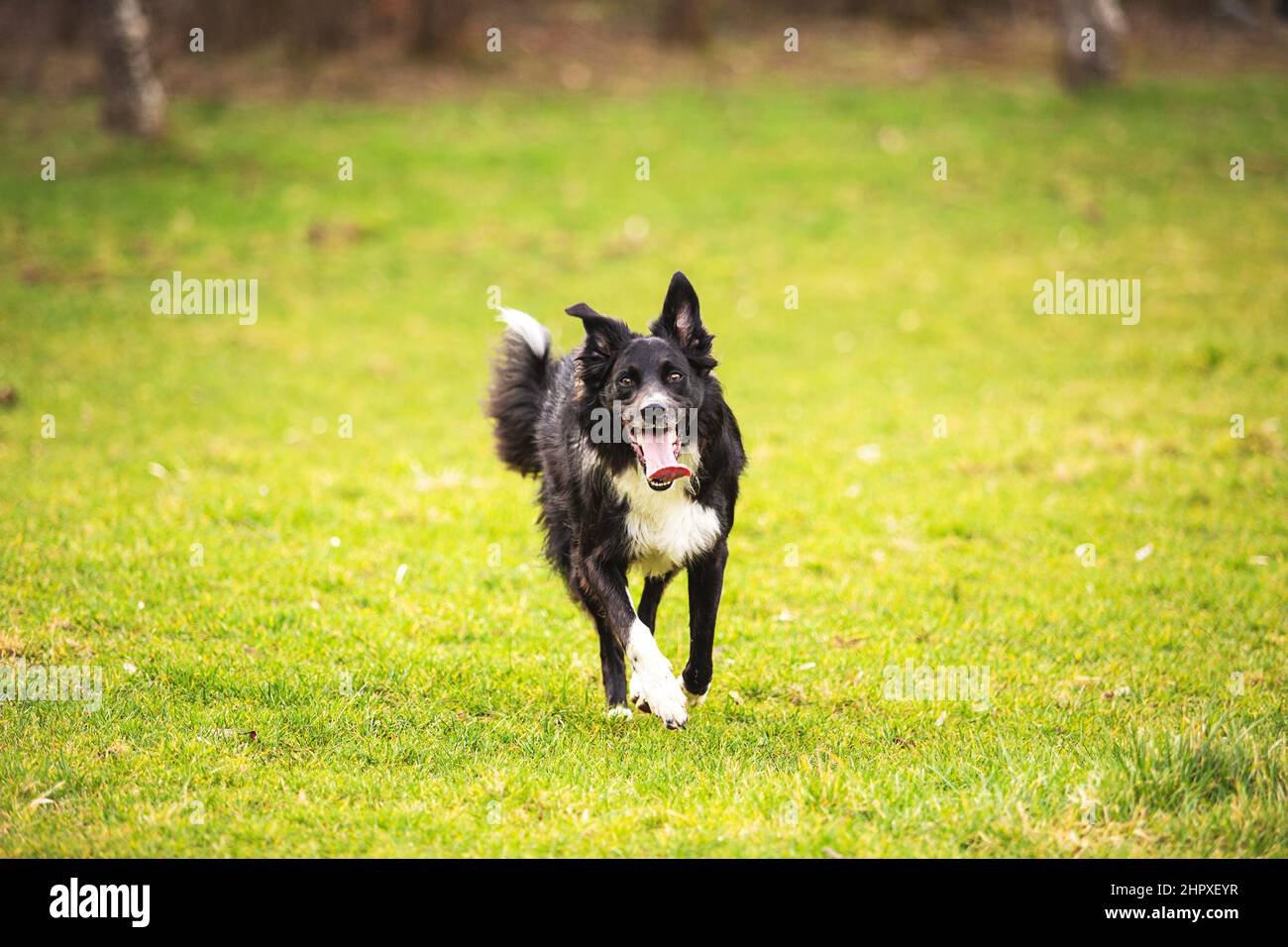A purebred Border Collie dog without leash running outdoors in nature in beautiful sunrise. Dog play and running in city park. Happy dog over a sunris Stock Photo