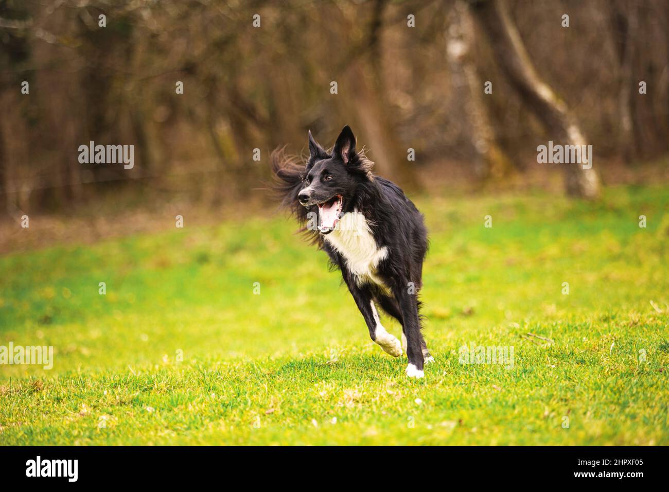 Border Collie dog without leash running outdoors in nature in beautiful sunrise. Dog play and running in city park. Happy dog over a sunrise backgroun Stock Photo