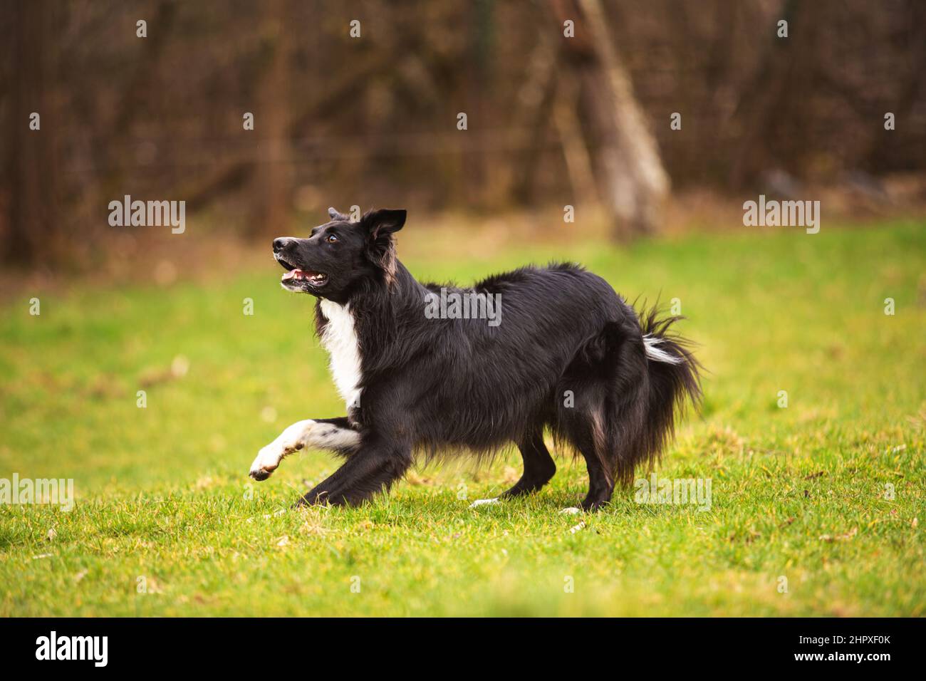 Playful full length purebred border collie dog funny face expression playing outdoors in the city park. Adorable attentive puppy ready to catch the fl Stock Photo