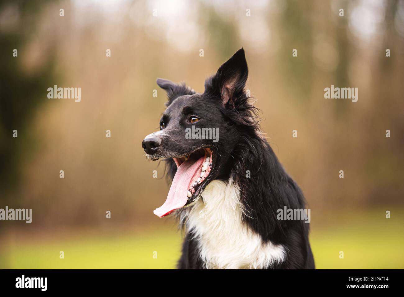 Border Collie Dog close up portrait posing outdoors with a happy emotion, staring curious with a smiley face looking focused. Overjoyed border collie Stock Photo