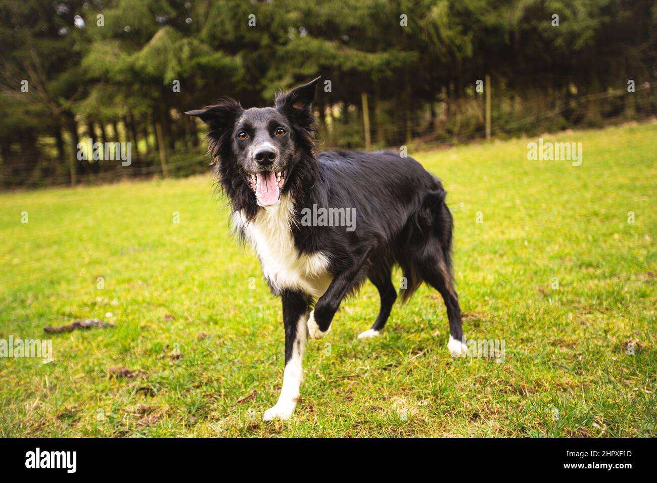Playful full length purebred border collie dog funny face expression playing outdoors in the city park. Adorable attentive puppy ready to catch the fl Stock Photo