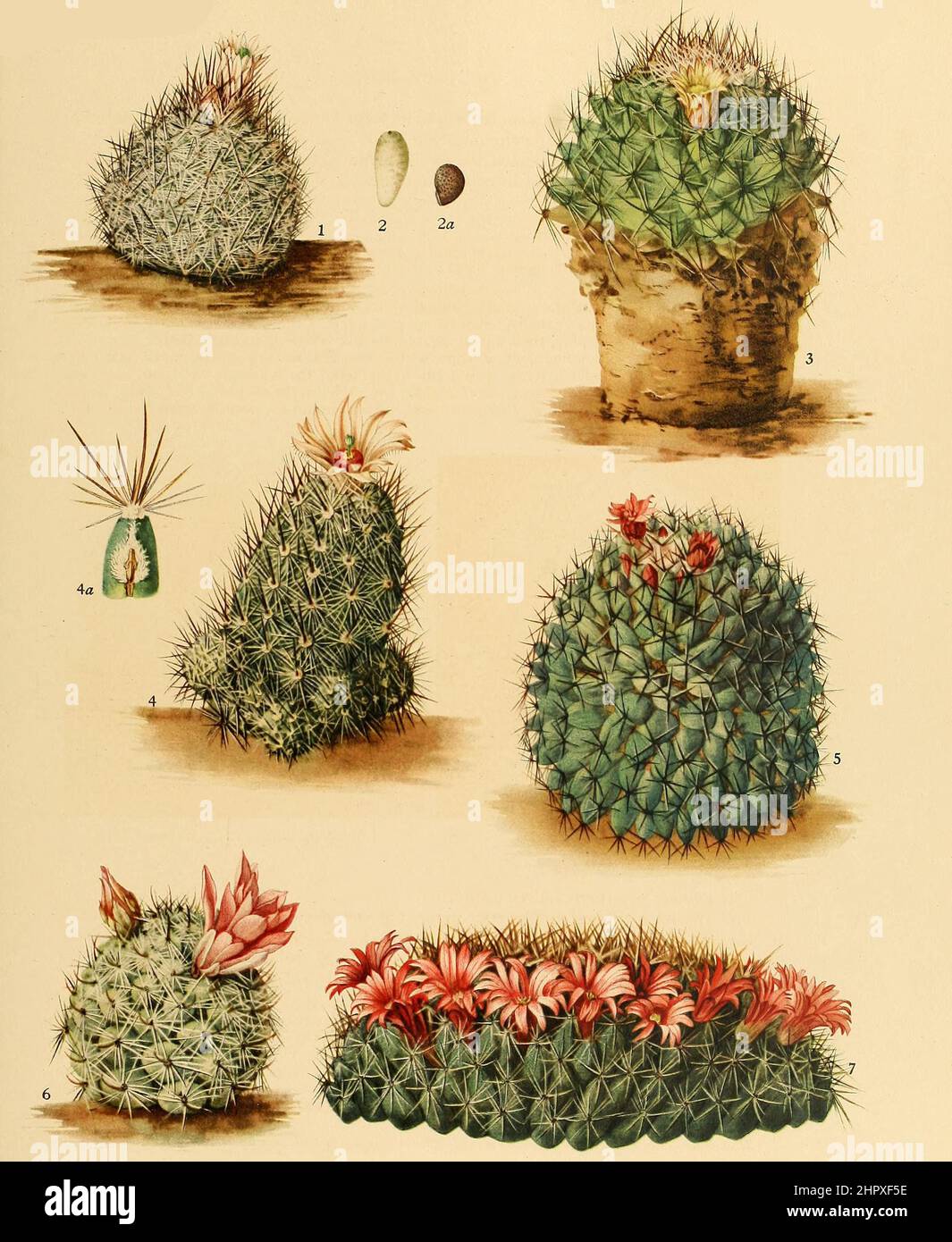 1, Escobaria dasyacantha, 2. Dolichothele sphaerica, 3. Noemammillaria arida, 4. Escobaria bella, 5. Neomammillaria crocidata, 6. Bartschella schumannii, 7. Neomammillaria carnea, Kaktus, Kakteen, aus The Cactaceae, descriptions and illustrations, N.L. Britton and J.N. Rose, 1919-1923, Historisch, historical, digital improved reproduction of an original from the 19th century / digital restaurierte Reproduktion einer Originalvorlage aus dem 20. Jahrhundert, genaues Originaldatum nicht bekannt Stock Photo