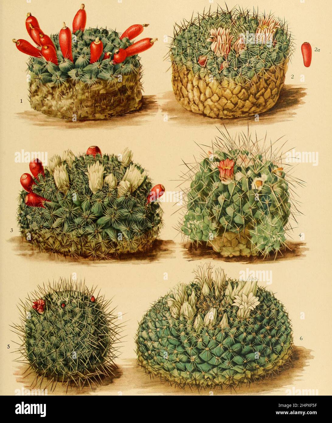 1. Neomammillaria gaumeri, 2. Neomammillaria heyderi, 3. Neomammillaria hemisphaerica, 4. Neomammillaria compressa, 5. Neomammillaria geminispina, 6. Neomammillaria hemisphaerica, Kaktus, Kakteen, aus The Cactaceae, descriptions and illustrations, N.L. Britton and J.N. Rose, 1919-1923, Historisch, historical, digital improved reproduction of an original from the 19th century / digital restaurierte Reproduktion einer Originalvorlage aus dem 20. Jahrhundert, genaues Originaldatum nicht bekannt Stock Photo