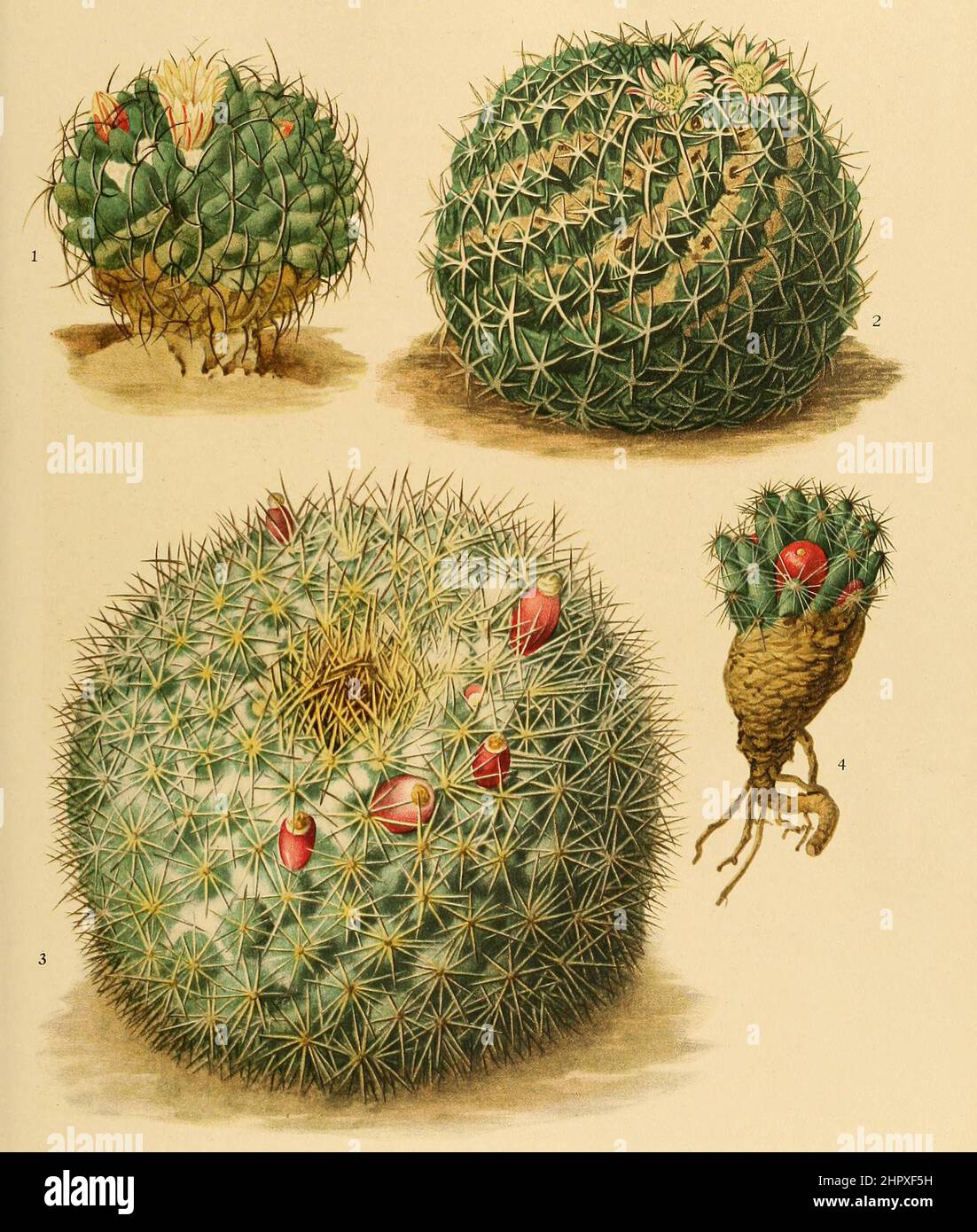 1. Neomammillaria magnimamma, 2, Neomammillaria karwinskiana, 3. Neomammillaria gigantea, 4. Neobesseya missouriensis, Kaktus, Kakteen, aus The Cactaceae, descriptions and illustrations, N.L. Britton and J.N. Rose, 1919-1923, Historisch, historical, digital improved reproduction of an original from the 19th century / digital restaurierte Reproduktion einer Originalvorlage aus dem 20. Jahrhundert, genaues Originaldatum nicht bekannt Stock Photo