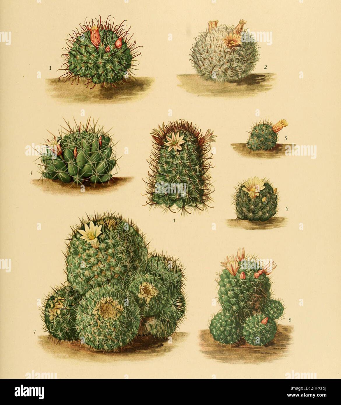 1. Neomammillaria kunzeana, 2. Neomammillaria bocasana, 3. Neomammillaria decipiens, 4. Neomammillaria armillata, 5,6. Neomammillaria multiceps, 7. Neomammillaria palmeri, 8. Neomammillaria wildii, Kaktus, Kakteen, aus The Cactaceae, descriptions and illustrations, N.L. Britton and J.N. Rose, 1919-1923, Historisch, historical, digital improved reproduction of an original from the 19th century / digital restaurierte Reproduktion einer Originalvorlage aus dem 20. Jahrhundert, genaues Originaldatum nicht bekannt Stock Photo