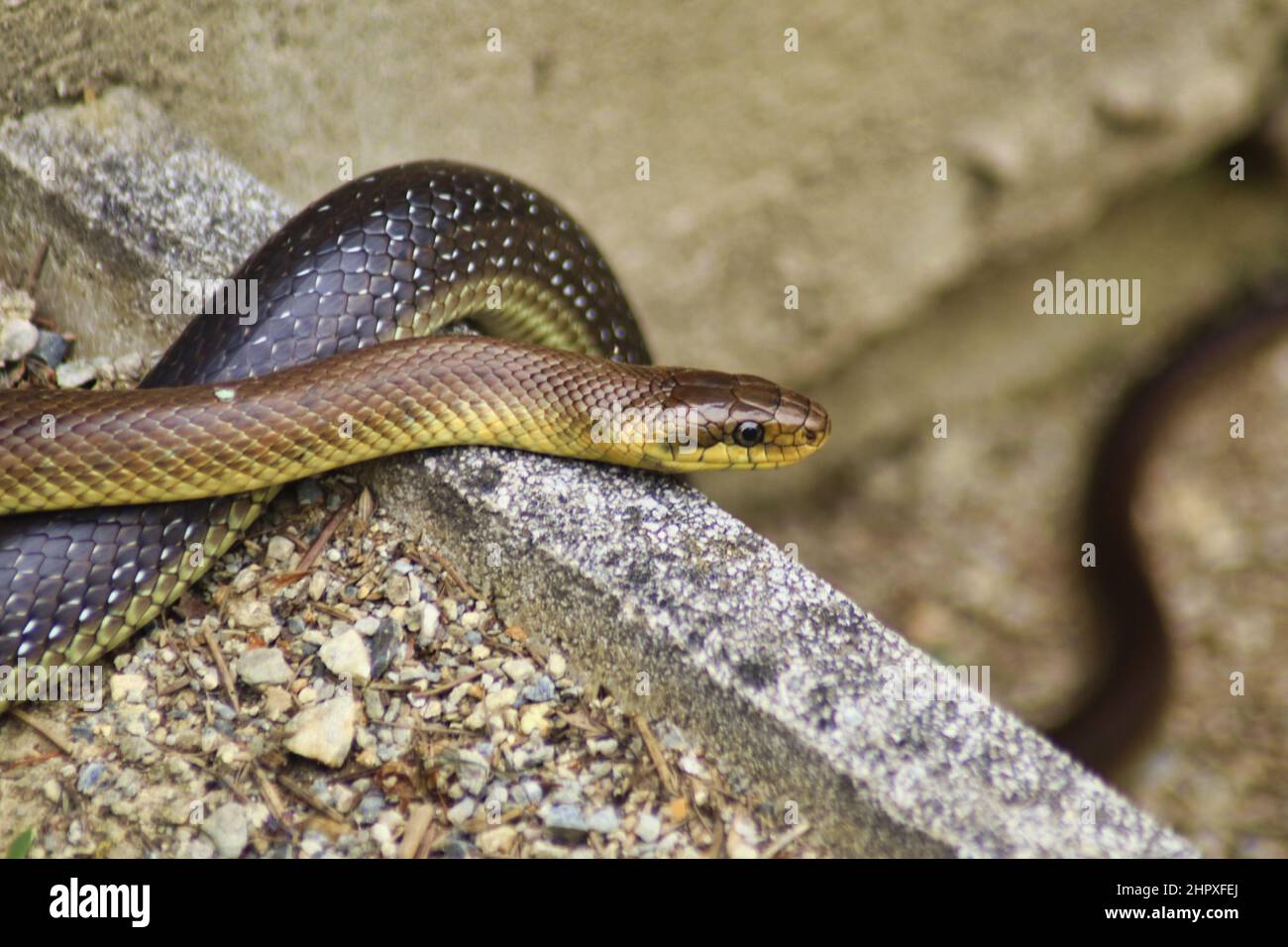 Aesculapian snake on rock hi-res stock photography and images - Alamy