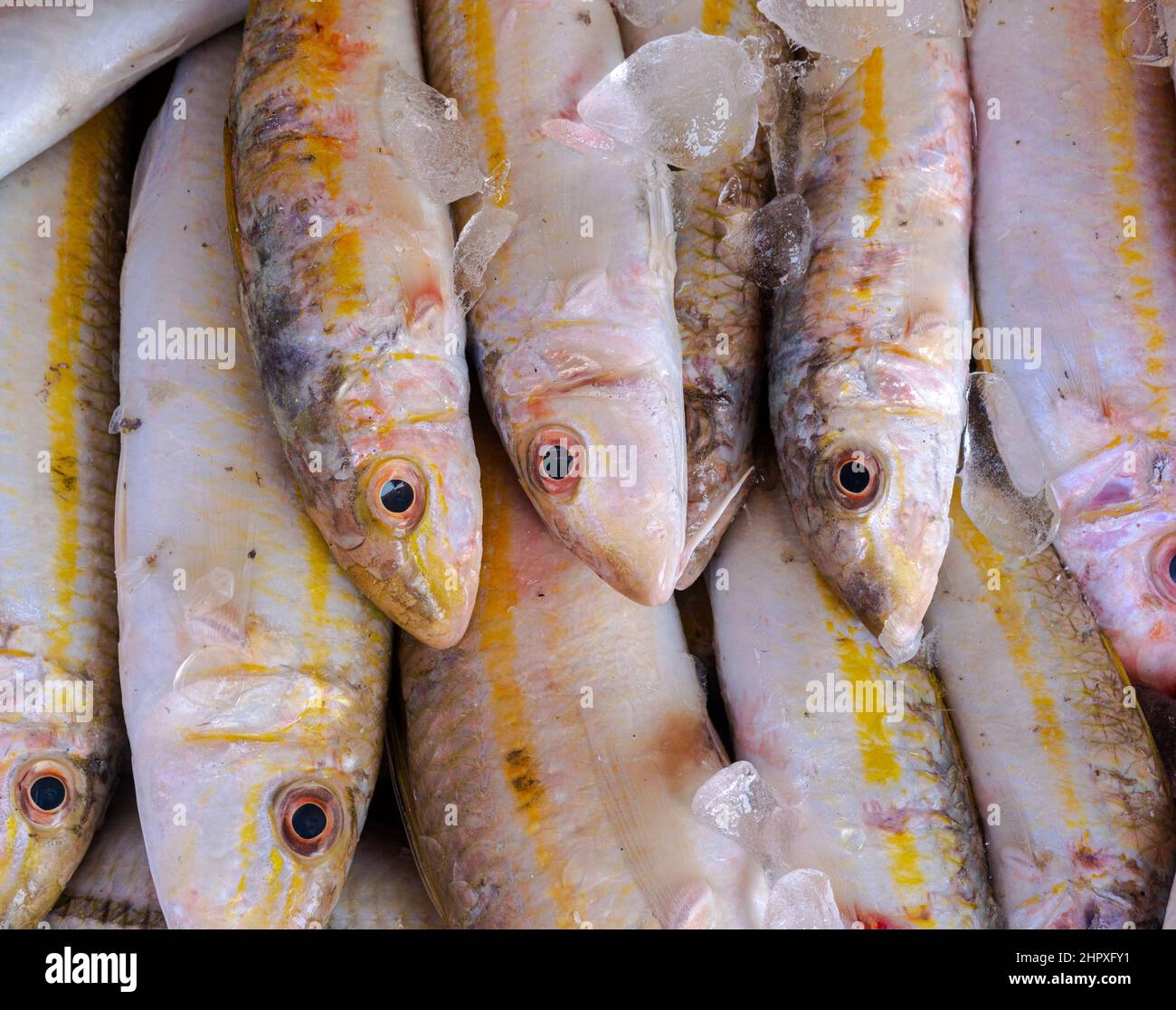 Fresh fish in the market Stock Photo