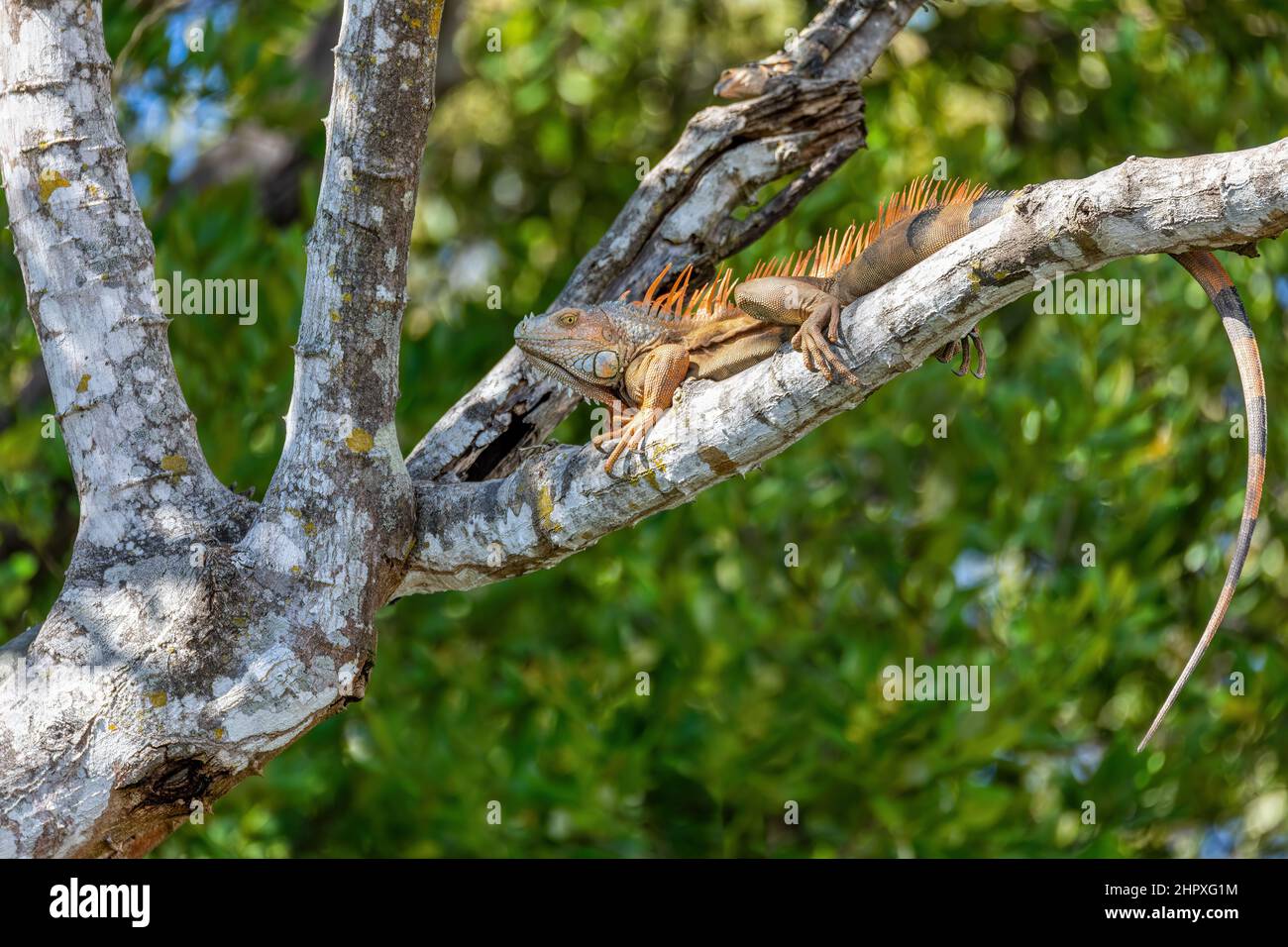 Green iguana (Iguana iguana) resting on tree in tropical rainforest