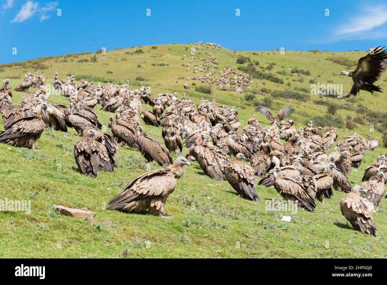 SICHUAN, CHINA - Vulture at Sky burial site in Larung Gar. a famous Lamasery in Seda, Sichuan, China. Stock Photo