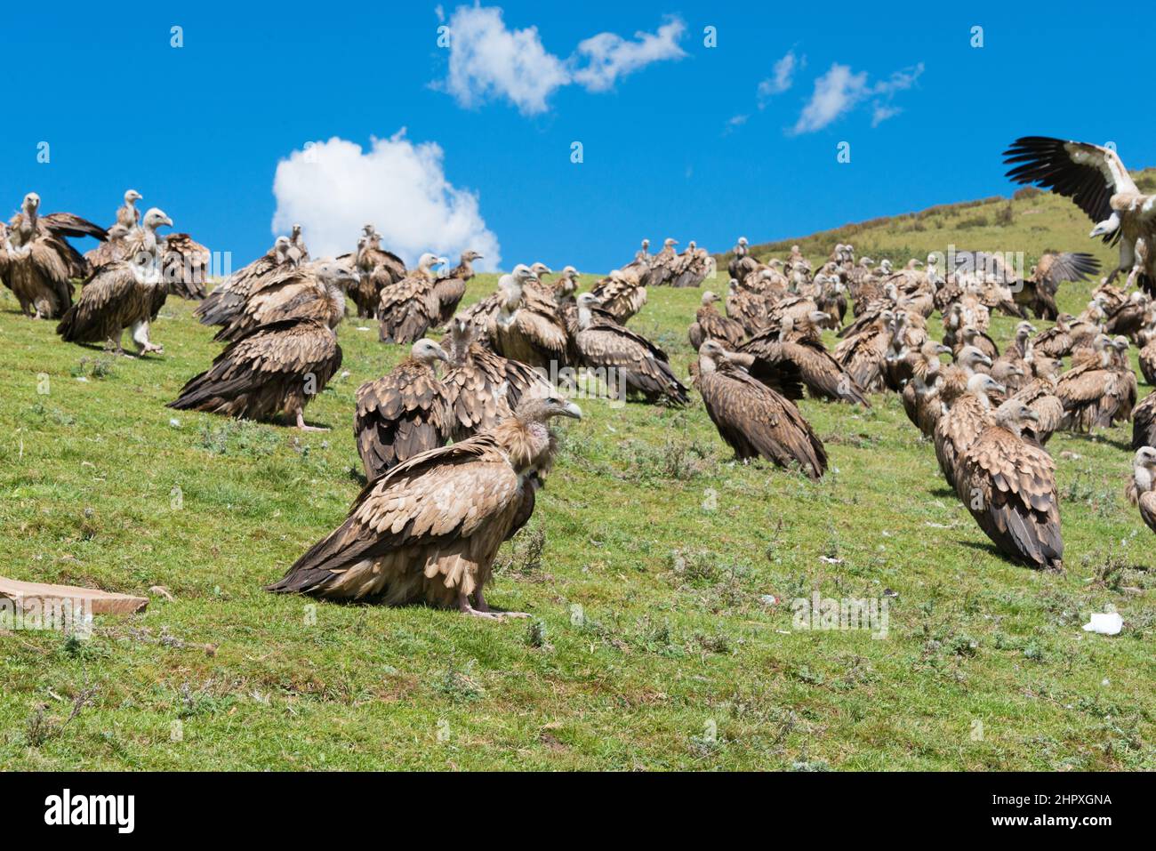 SICHUAN, CHINA - Vulture at Sky burial site in Larung Gar. a famous Lamasery in Seda, Sichuan, China. Stock Photo