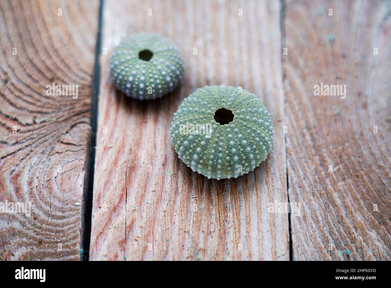 Sea urchin shells on wooden background Stock Photo