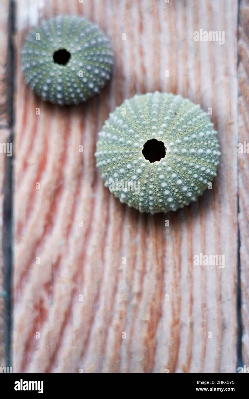 Sea urchin shells on wooden background Stock Photo