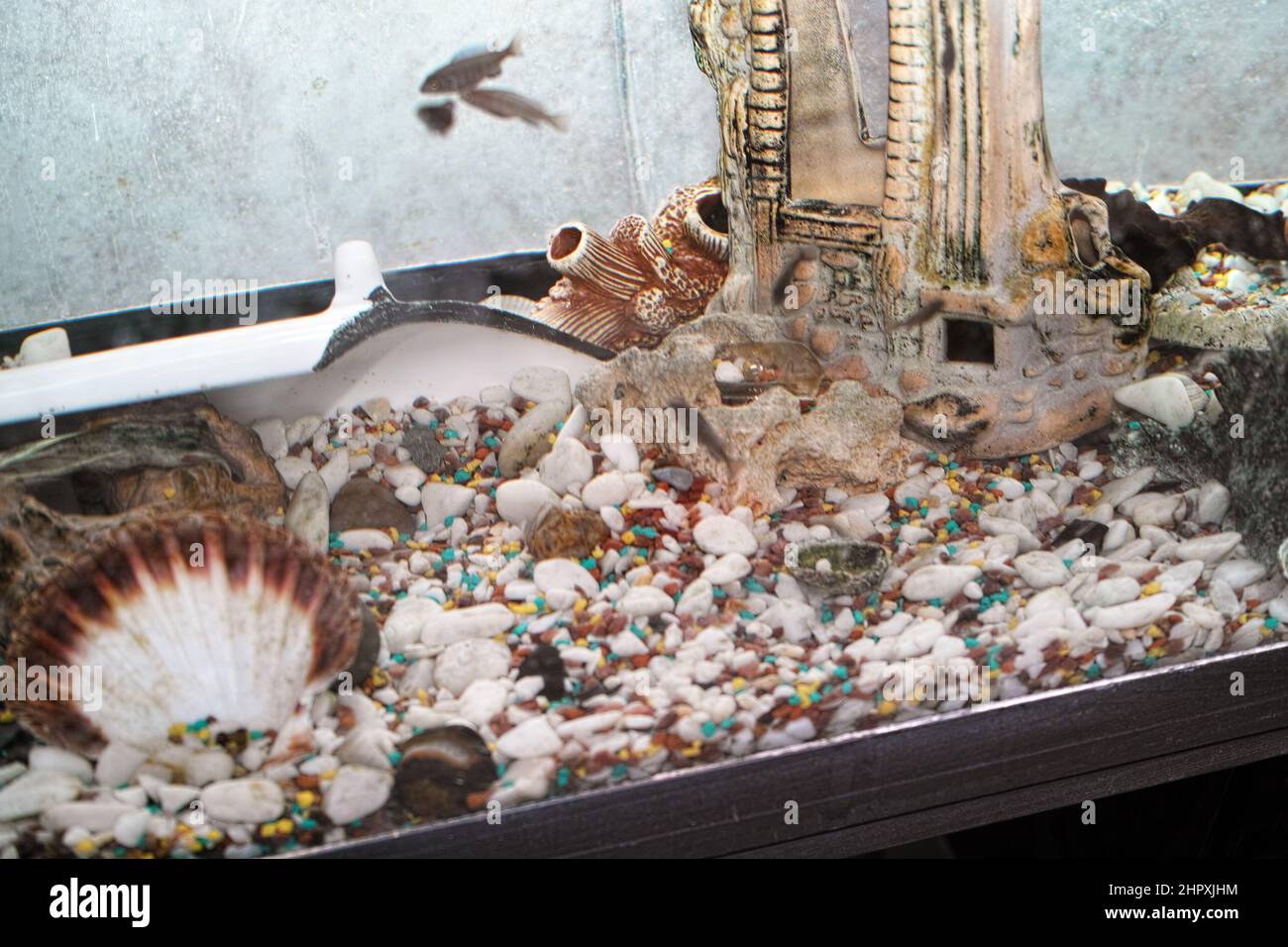 pebbles and shells on a bottom of a fish tank, shot through a glass