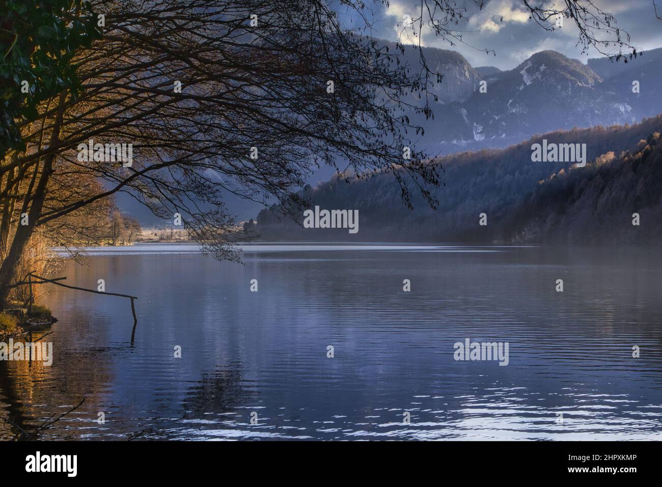 Tree is tilted towards the lake on a foggy day Stock Photo - Alamy