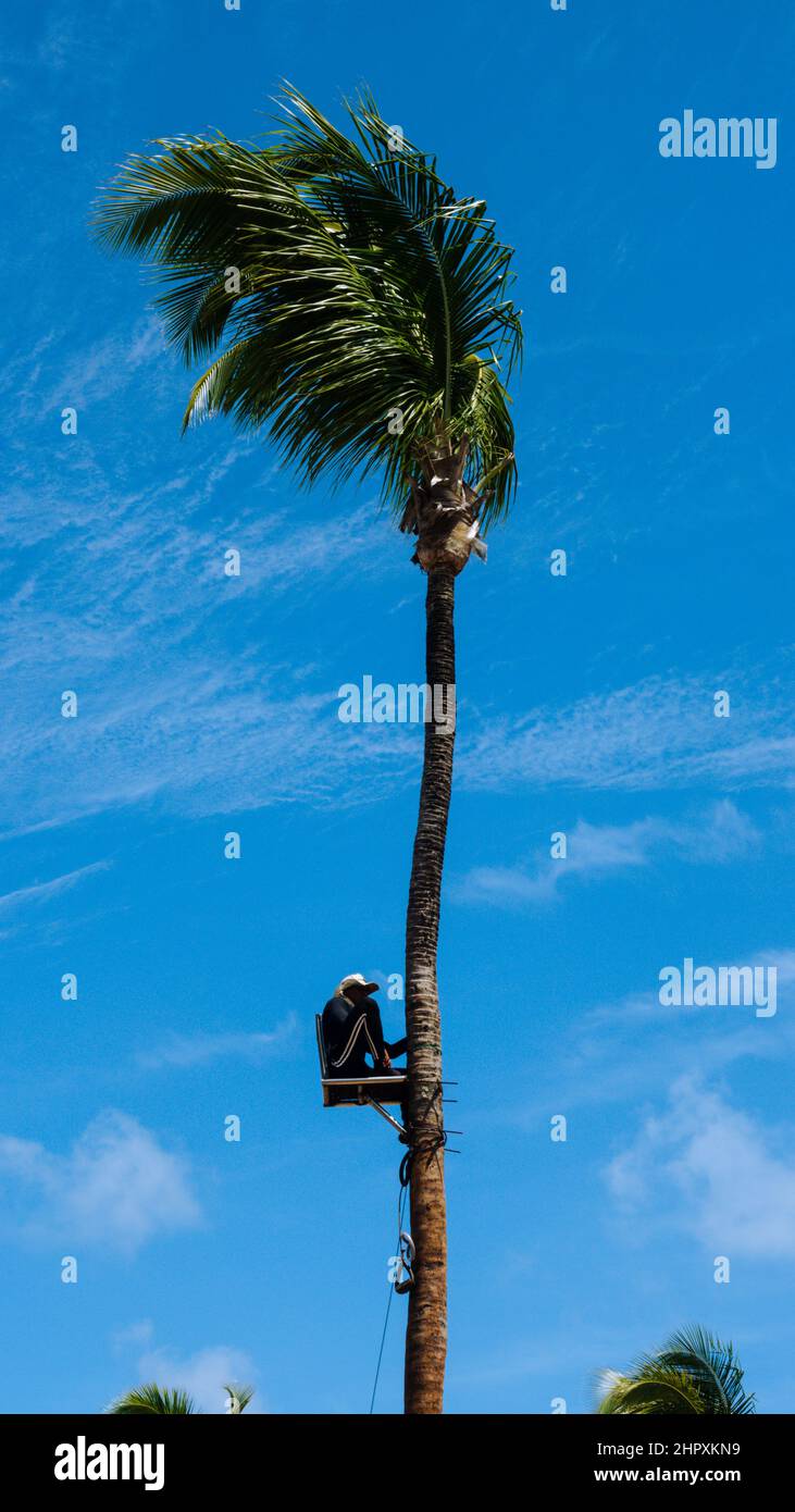 Guy climbing a coconut tree Stock Photo Alamy