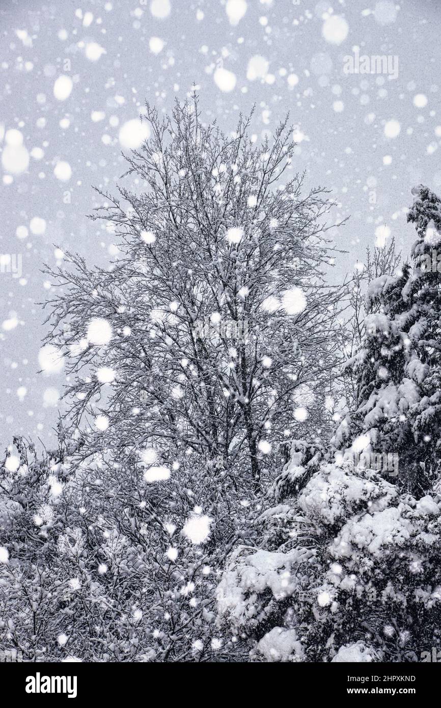 Snow flakes are quietly falling down in the forest Stock Photo Alamy