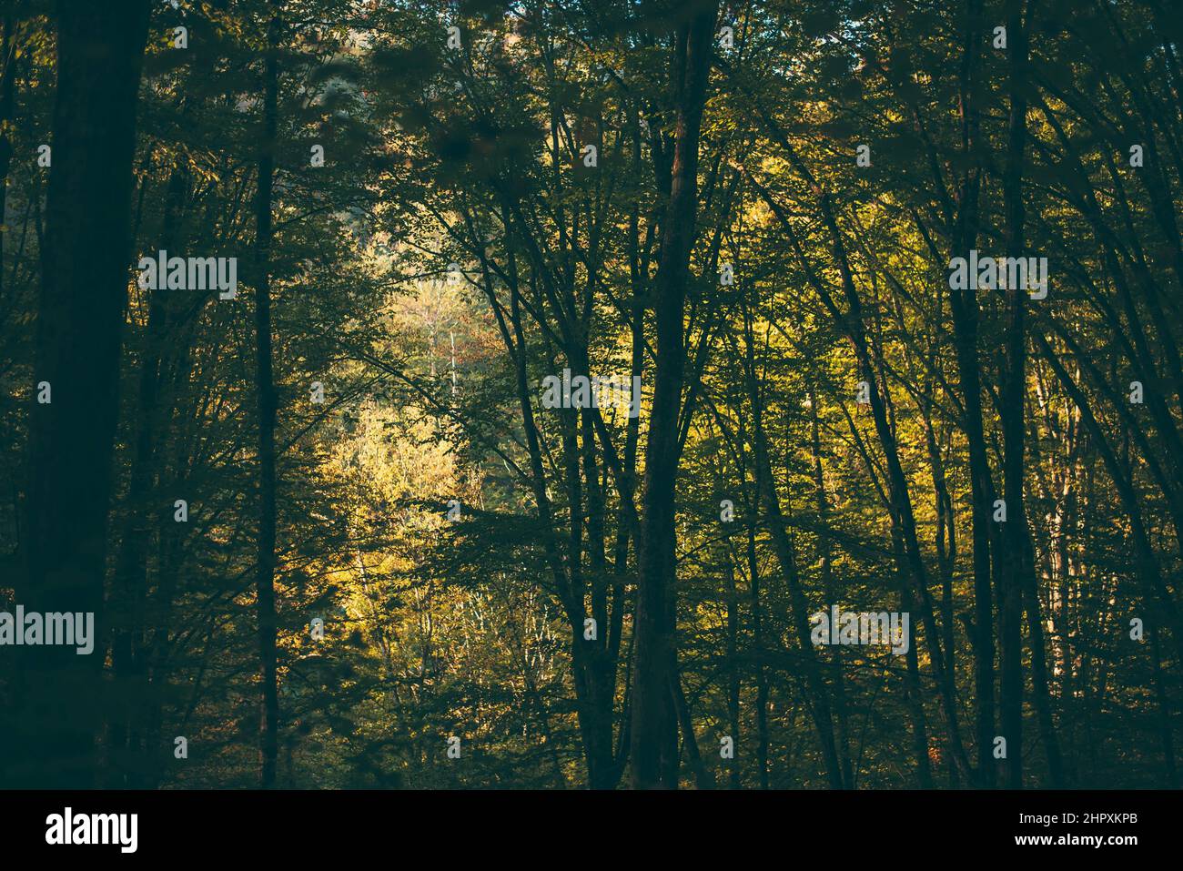 Beautiful shot lush forest hi-res stock photography and images - Alamy