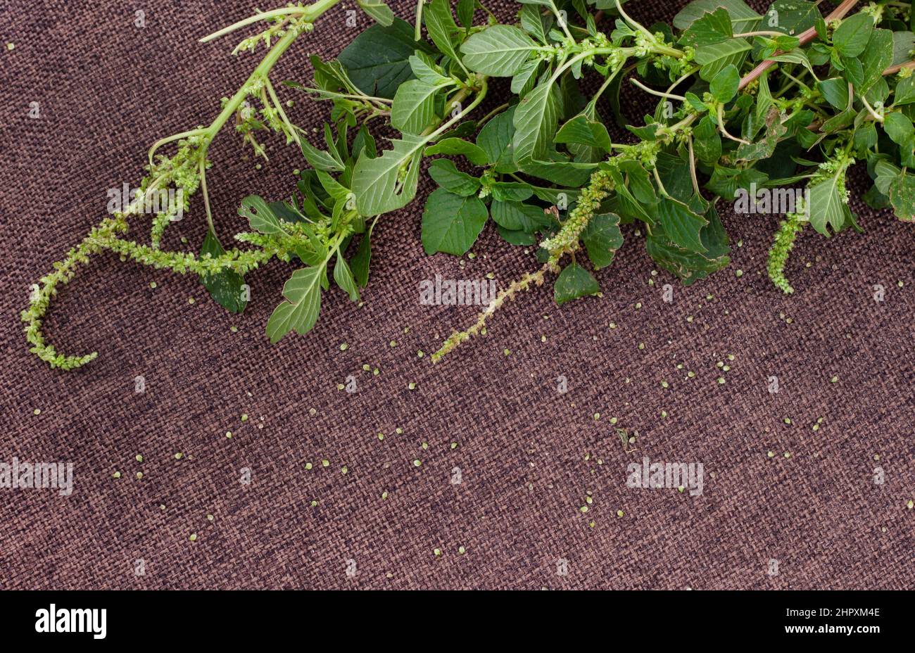 Green amaranth plant flowering on rustic surface with selective focus Stock Photo