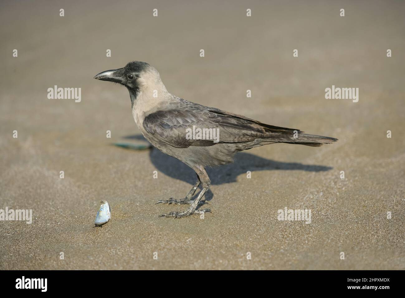 Invasive Crows The Hooded Crow (Corvus splendens) was introduced to the UAE from the ...